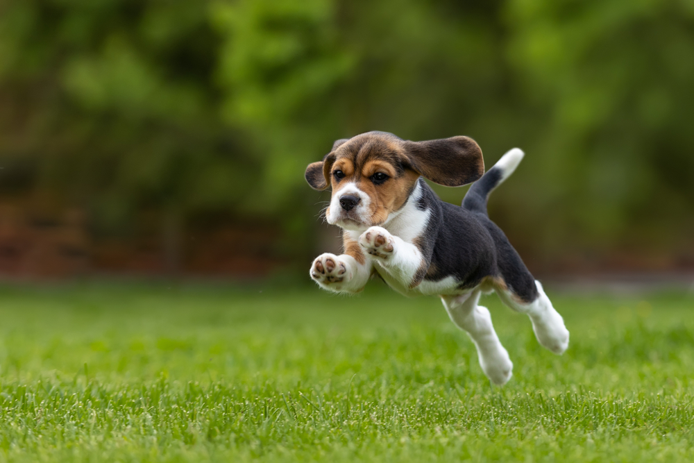 A Brief History of Beagle Origins