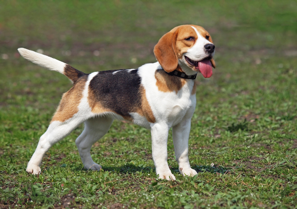 A Tail-Waggingly Happy Beagle