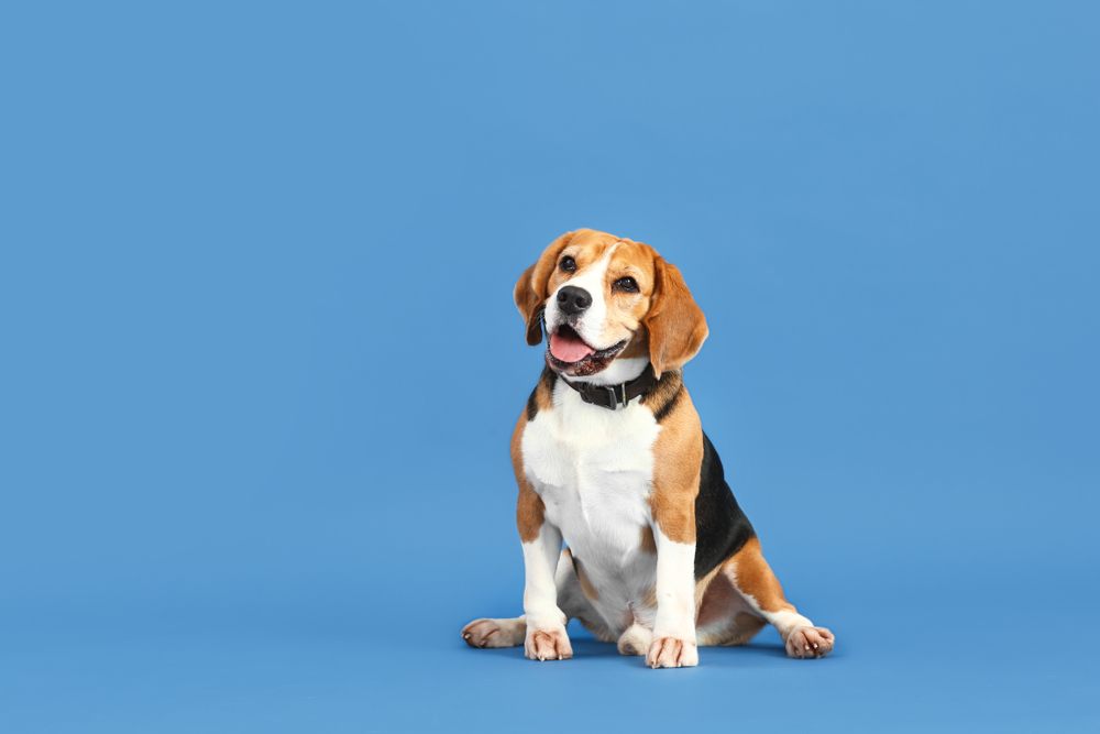Addressing Beagle-Specific Challenges