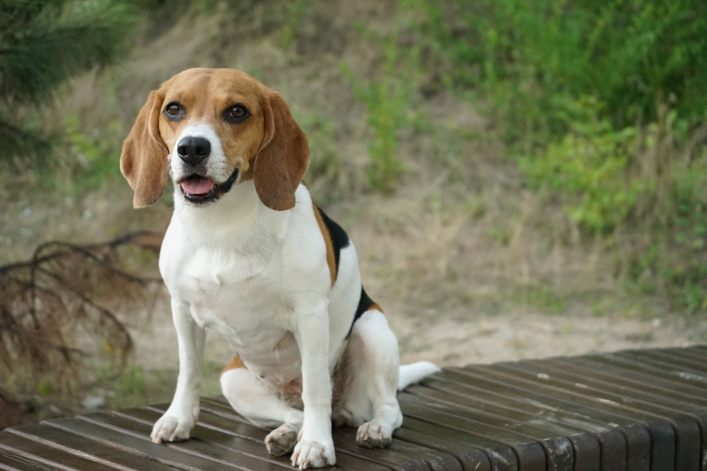 Beagle Barking Tendencies and Vocalizations Understanding the Expressive Language of Your Canine Companion