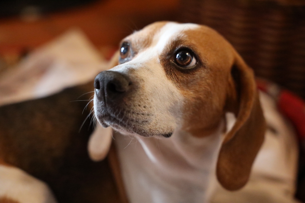 Beagle Hunting Instincts and Tracking Abilities Unveiling Nature's Masterpiece