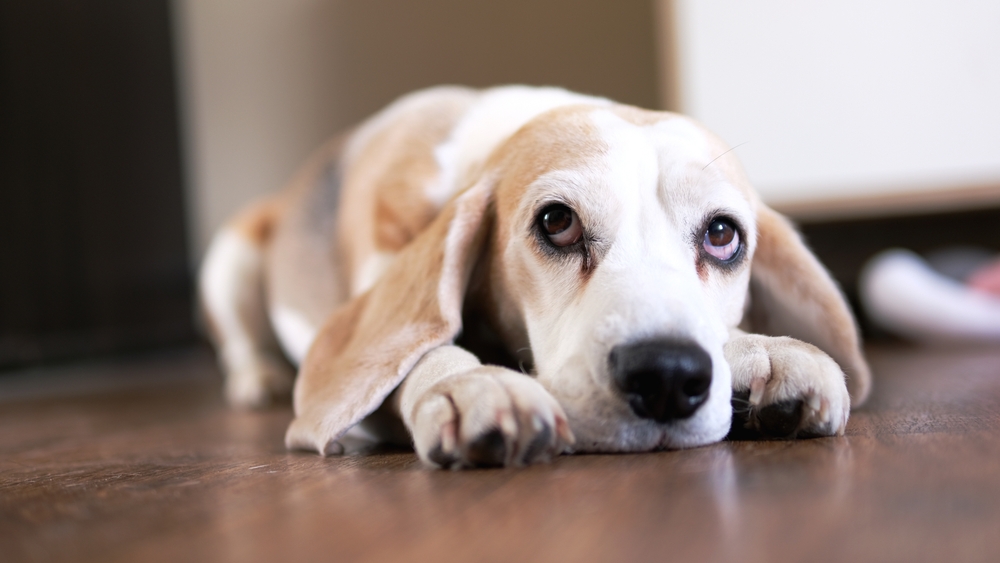 Beagle Hunting Scenarios