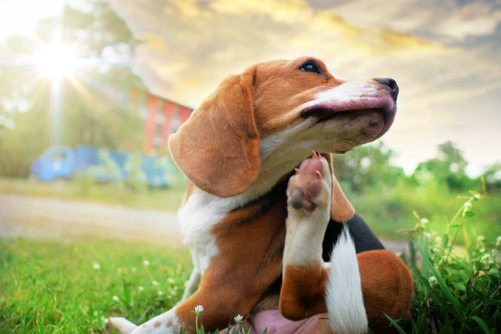 Beagle Nutrition and Dietary Requirements