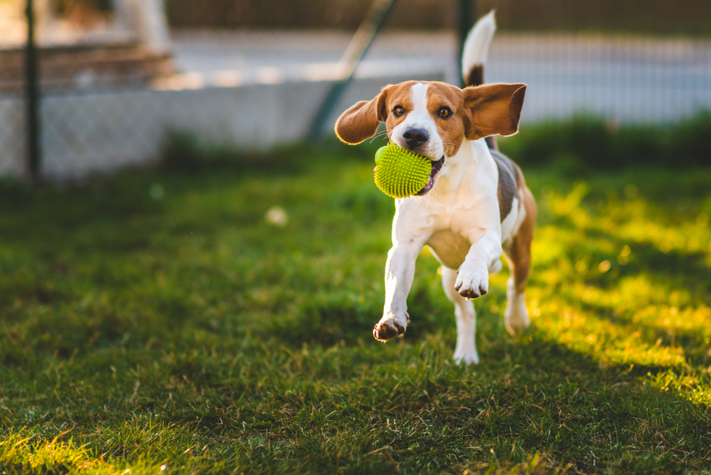 Beagle Rescue Organizations and Adoption Finding Your Furry Friend