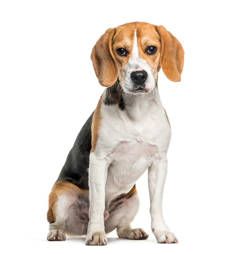 Beagle Socialization A Vital Aspect