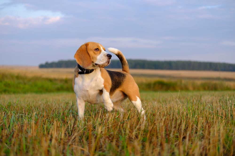 Beagle-Specific Toys and Enrichment Ideas for a Happy and Active Pup