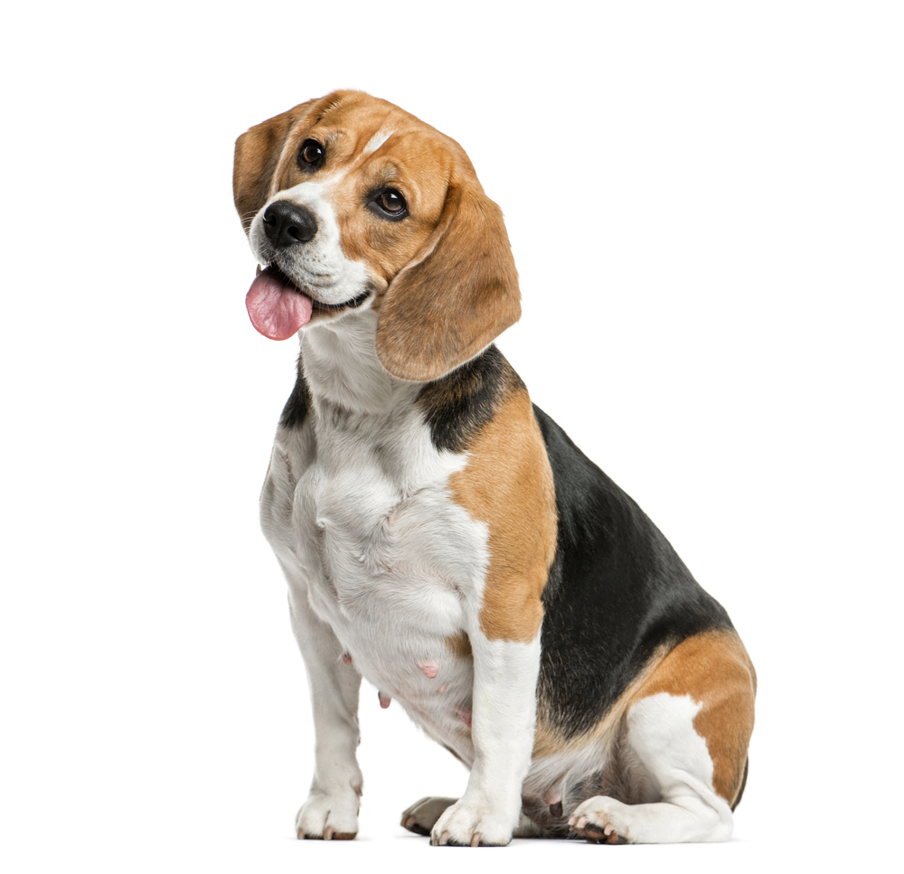 Beagle vs. Other Hound Breeds Exploring Differences