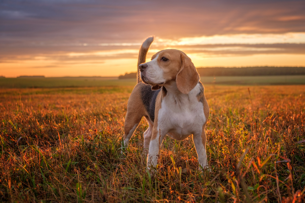 Beagle vs. Other Hound Breeds Similarities and Differences