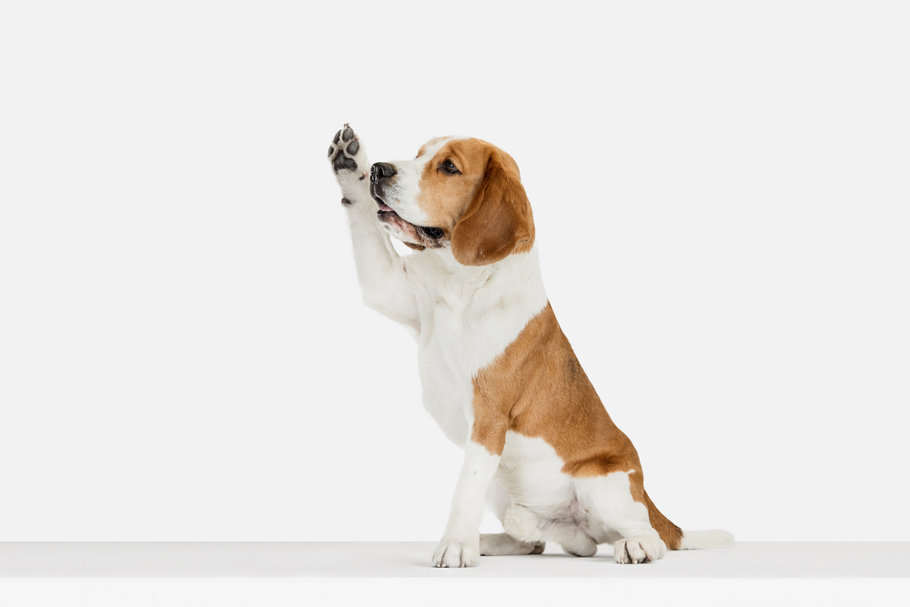 Chocolate Tri-Color Beagles Decadent Delight