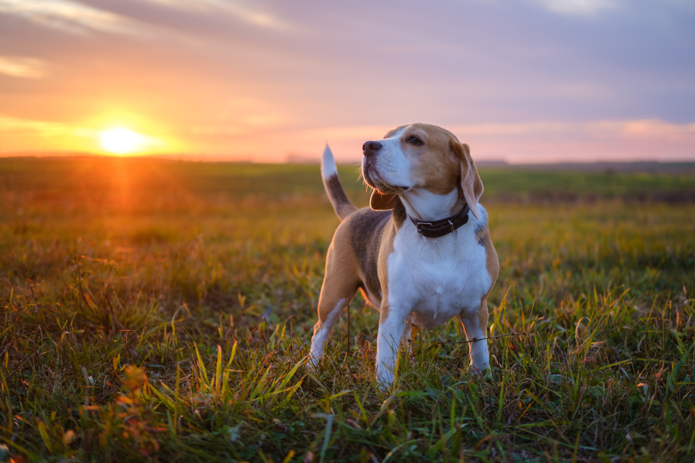Beagle