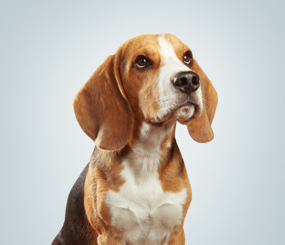 Beagle