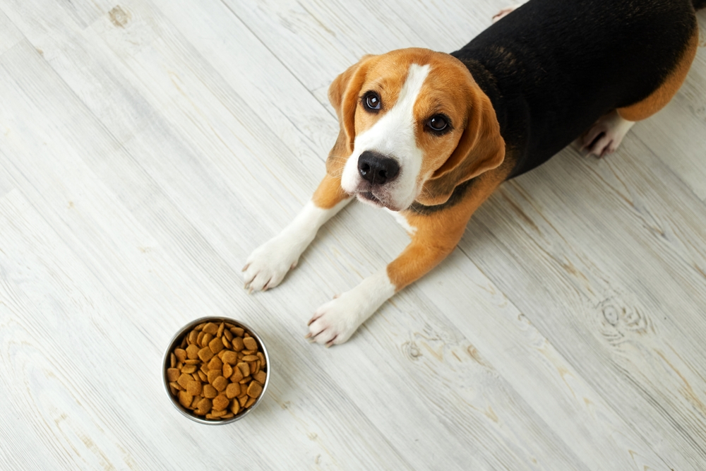 Beagle