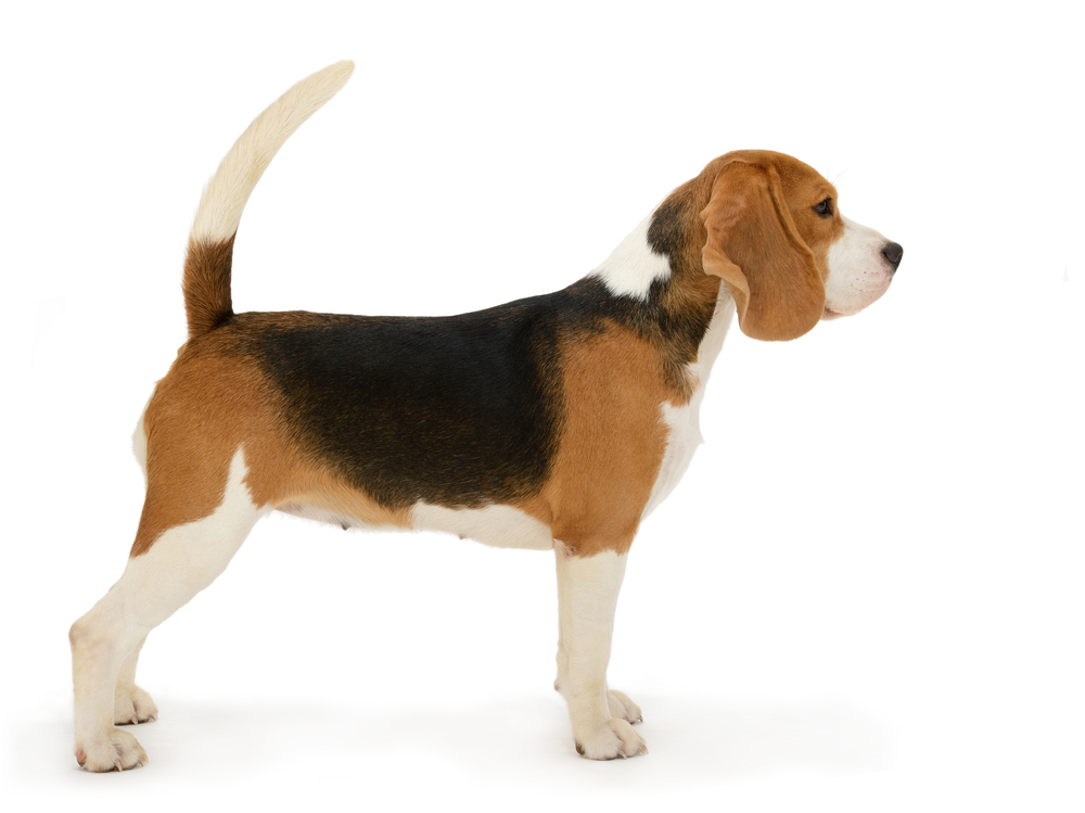 Beagle