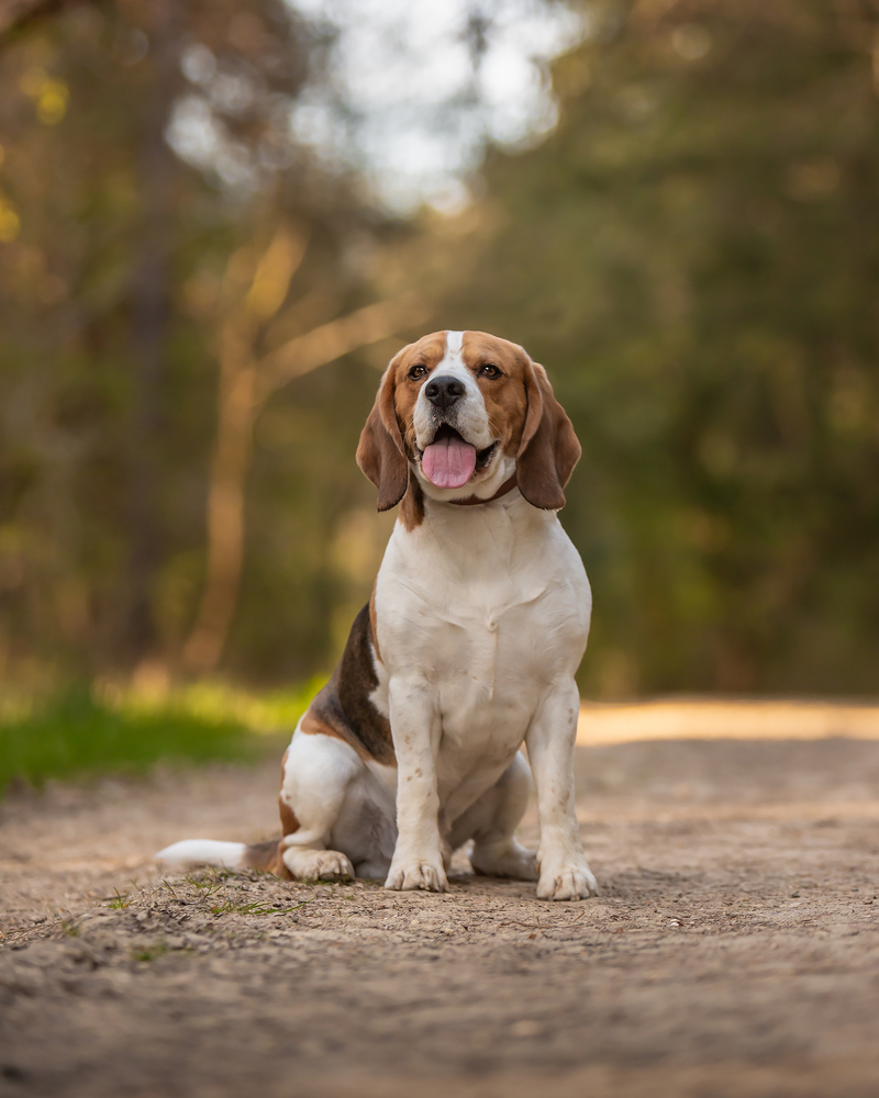 Fostering a Harmonious Relationship Responding to Beagle Vocalizations
