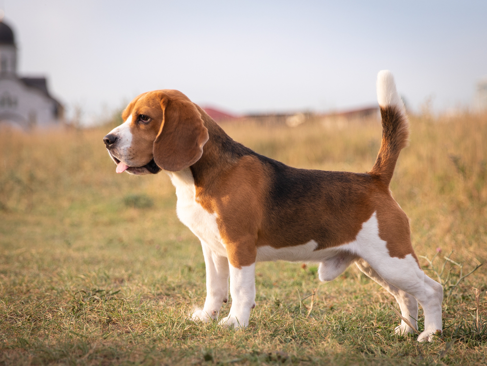 Housing Requirements and Backyard Safety for Beagles