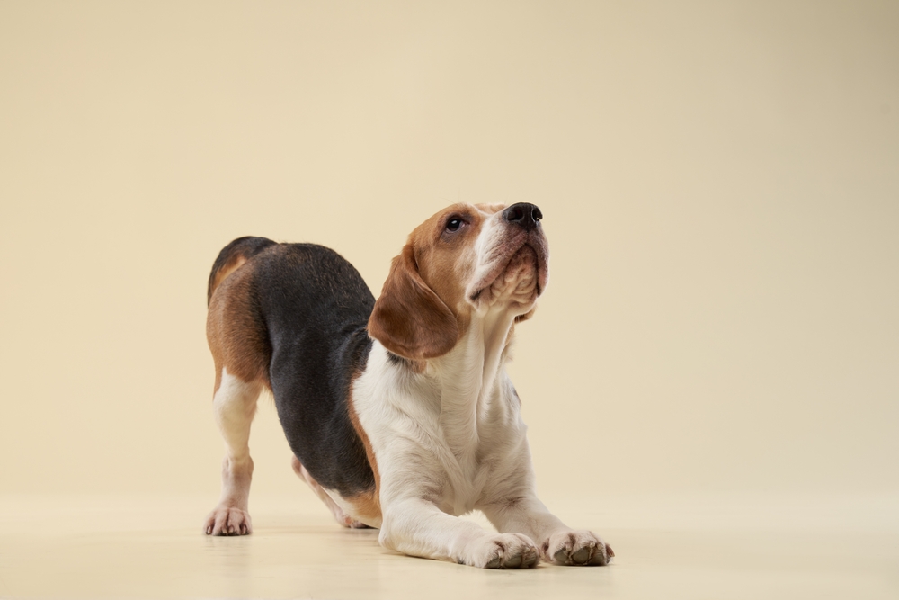 Interactive Fetch Toys Unleash the Chasing Instinct