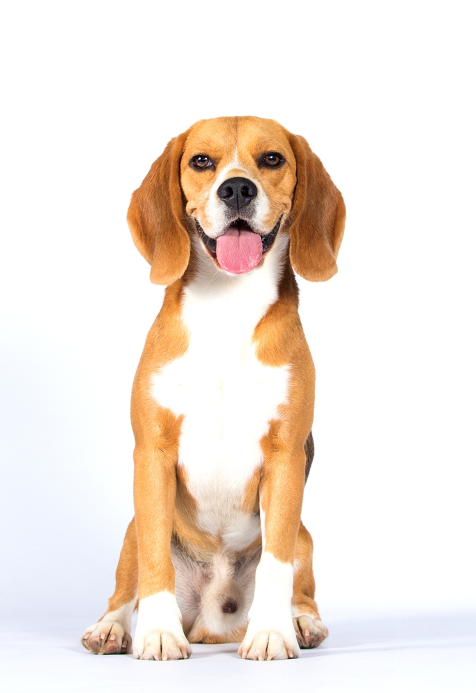 Interpreting Beagle Barking A Guide for Pet Parents