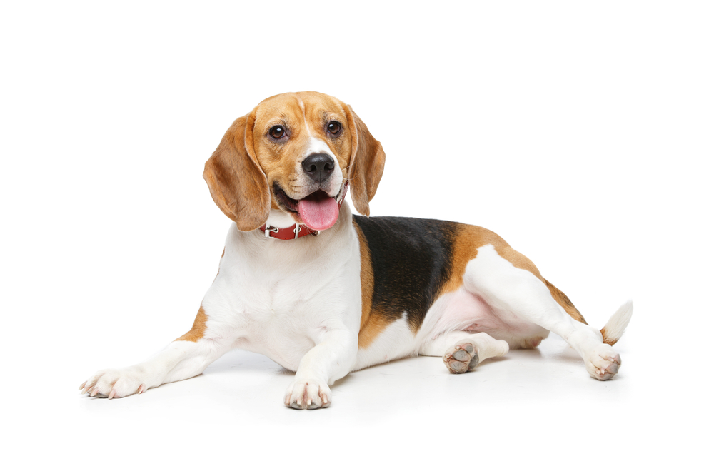Nurturing and Caring for Your Beagle