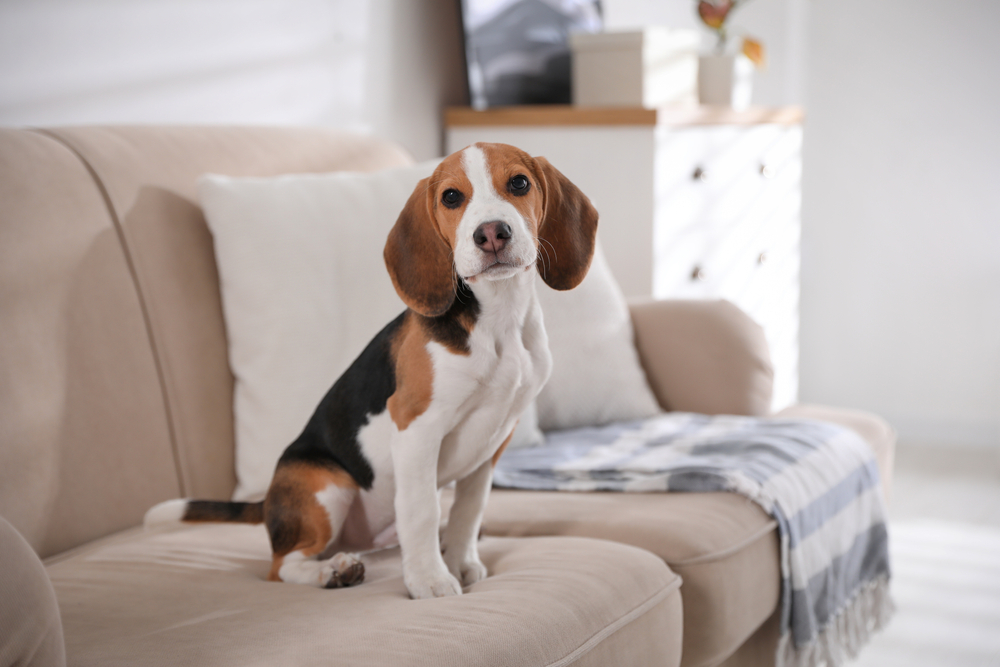 Red and White Beagles Bold and Beautiful