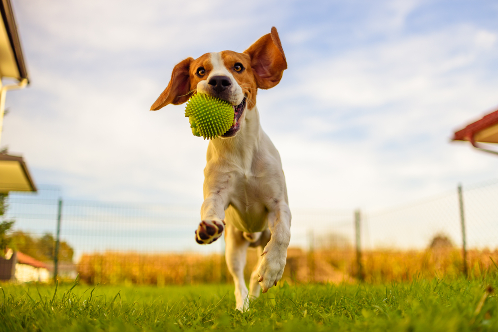 The Beagle's Endearing Personality