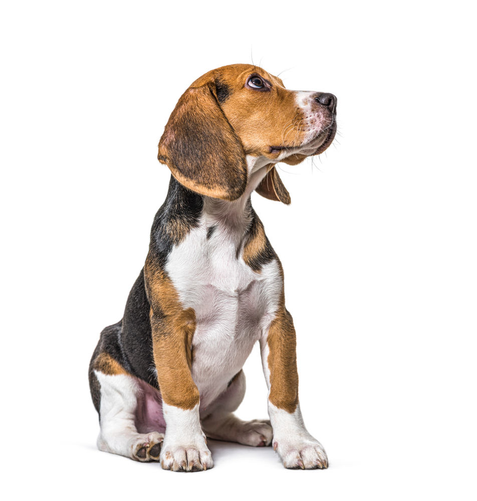 The Beagle's Vocal Repertoire A Symphony of Sounds