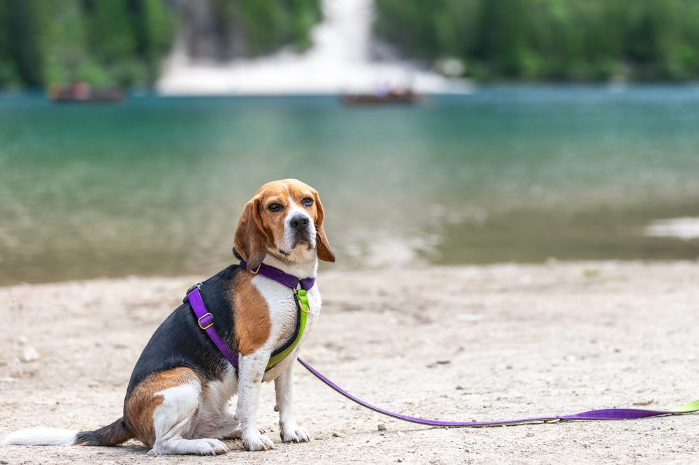 The Joy of Observing Beagle Tracking
