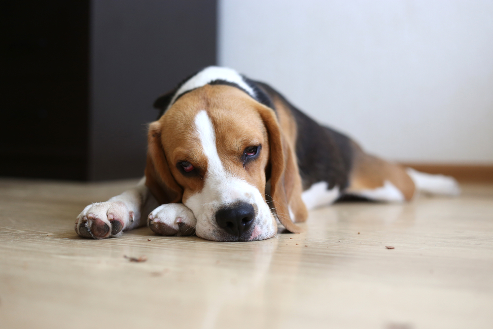 The Olfactory Marvel Beagle's Sense of Smell