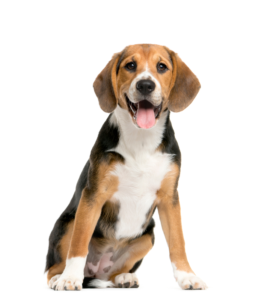 The Thrilling World of Beagle Agility Competitions