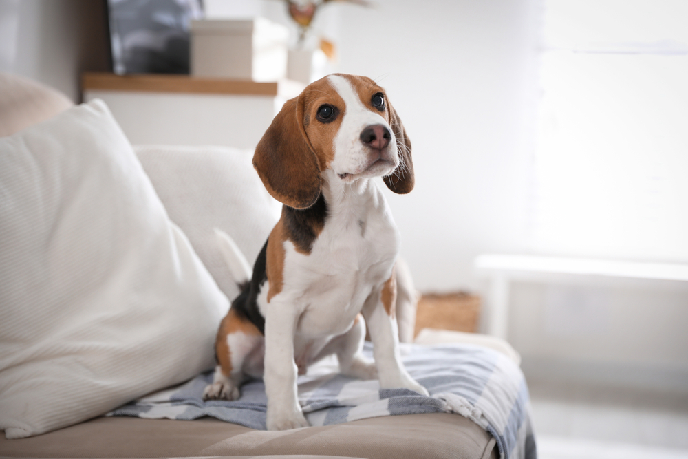 Tri-Color Beagles Classic Elegance