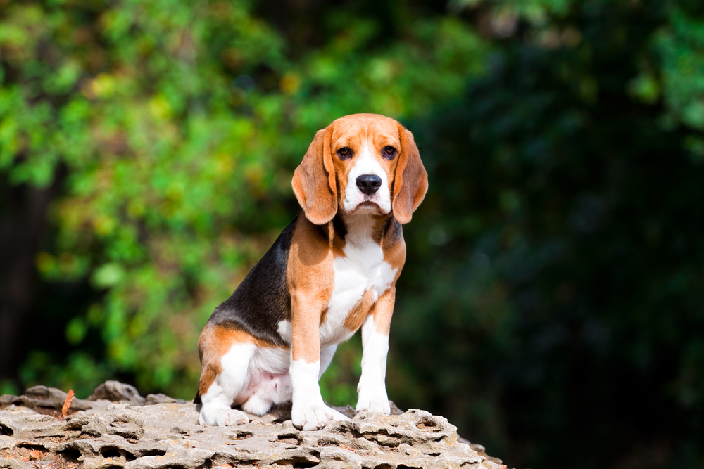 Understanding the Beagle Temperament