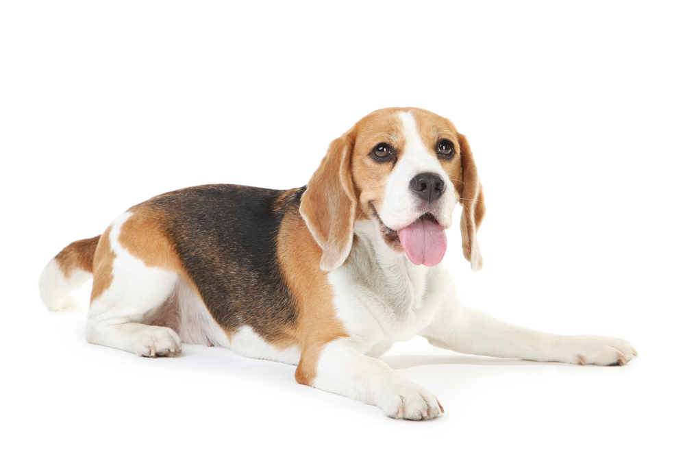 Understanding the Beagle's Nature