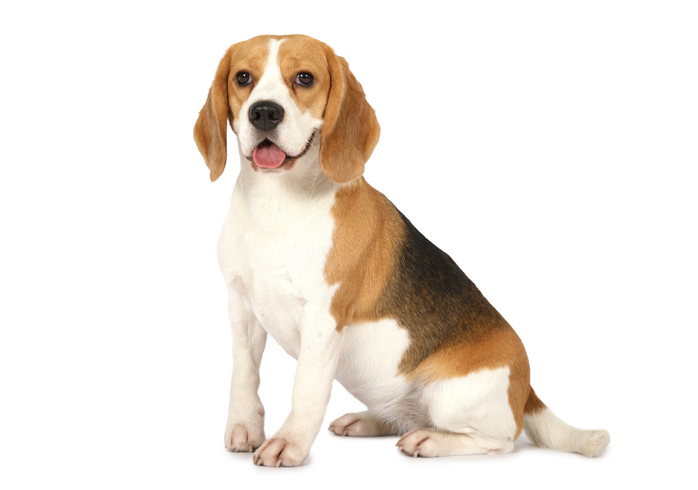 Unleashing Excellence Beagle Agility and Obedience Competitions