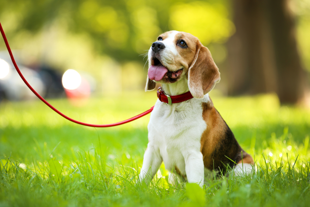 Unleashing the Beagle Spirit Understanding Your Pup's Playful Nature