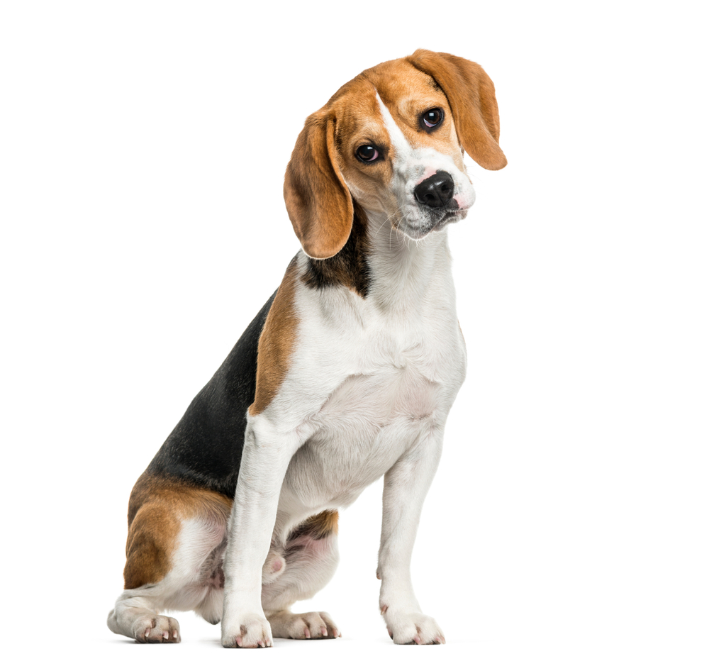 Unveiling the Beagle's Charms